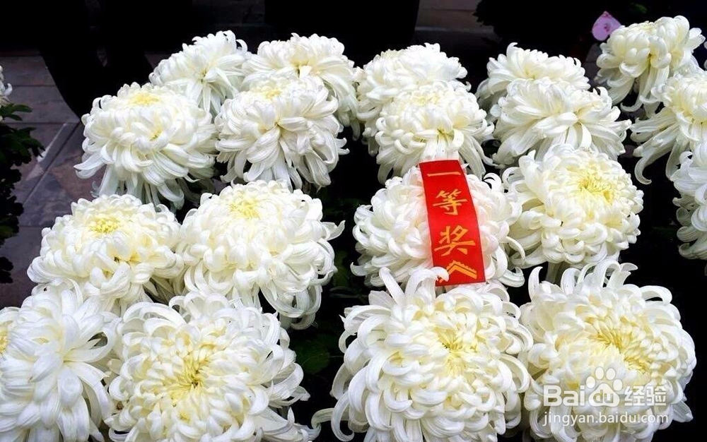 菊花优质品是什么特征?