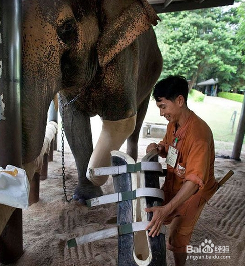 当你们看完这些故事后,请善待你身边每一个动物