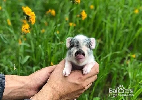 养宠物猪的注意事项