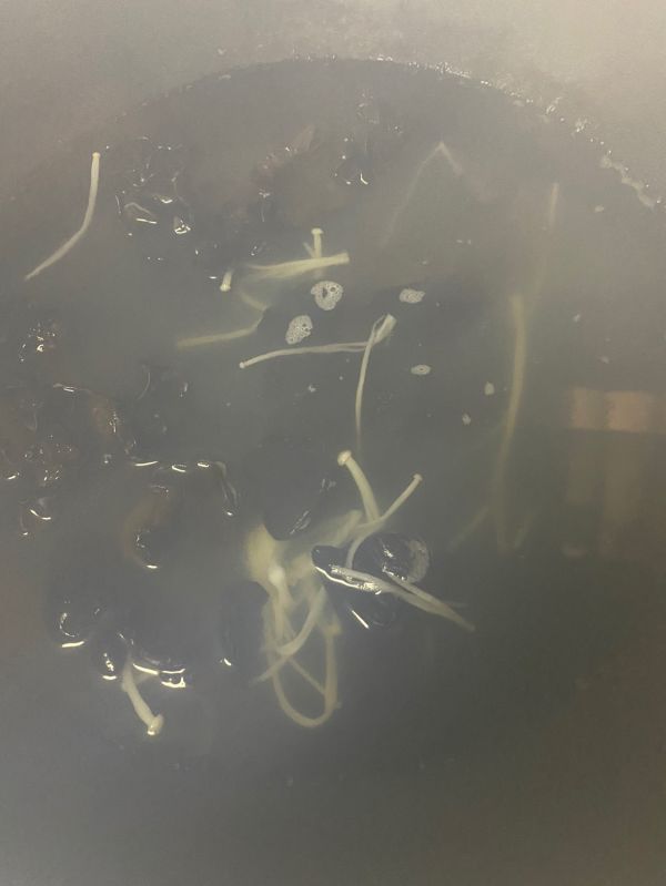 凉拌藤椒金针菇木耳