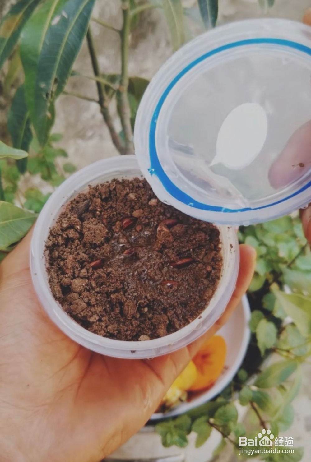 怎么样种植柿子