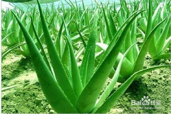 芦荟的养殖方法和注意事项是什么？