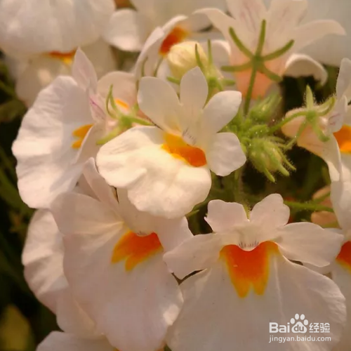 龙面花草本花卉怎么养殖？