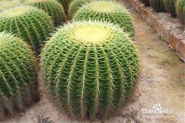 种植仙人球的方法及注意事项