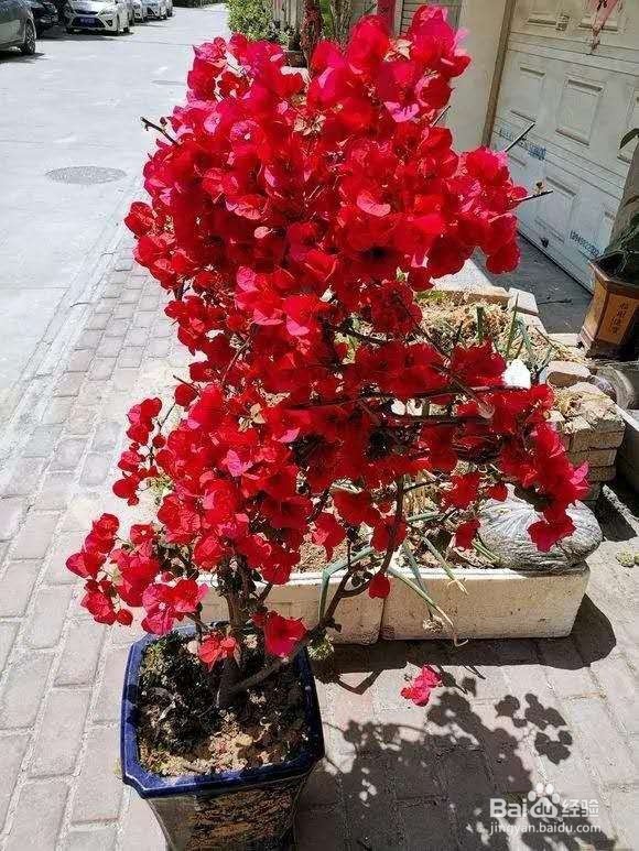 三角梅只长叶子不开花，2个小窍门，一点就通！