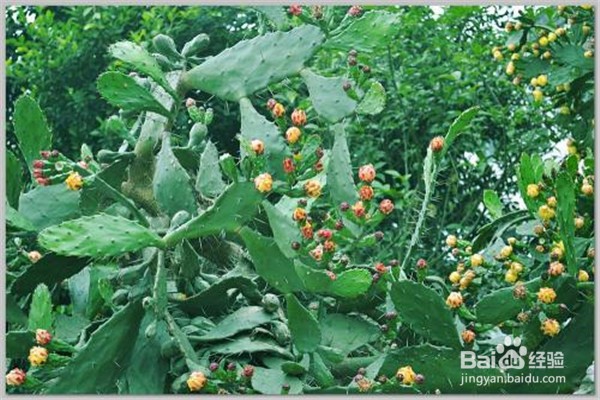 仙人掌怎么养殖和注意事项?