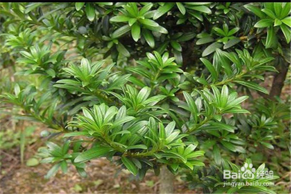 罗汉松的养殖方法和注意事项都有什么?