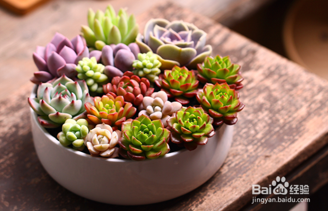 冬天能中午浇水的花有哪些？