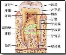 牙齿基本知识（湖南牙科）