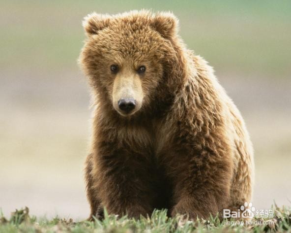 骨髓炎 能治好吗