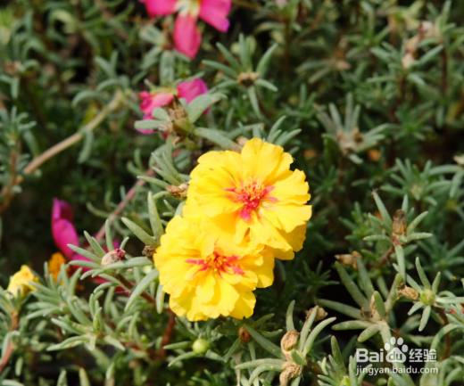 松叶牡丹的养殖方法和注意事项