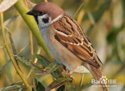 赶走麻雀的最佳办法
