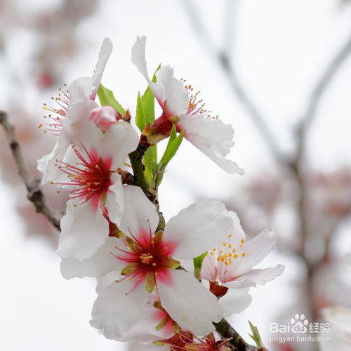 海棠花和樱花的区别是什么 百度经验