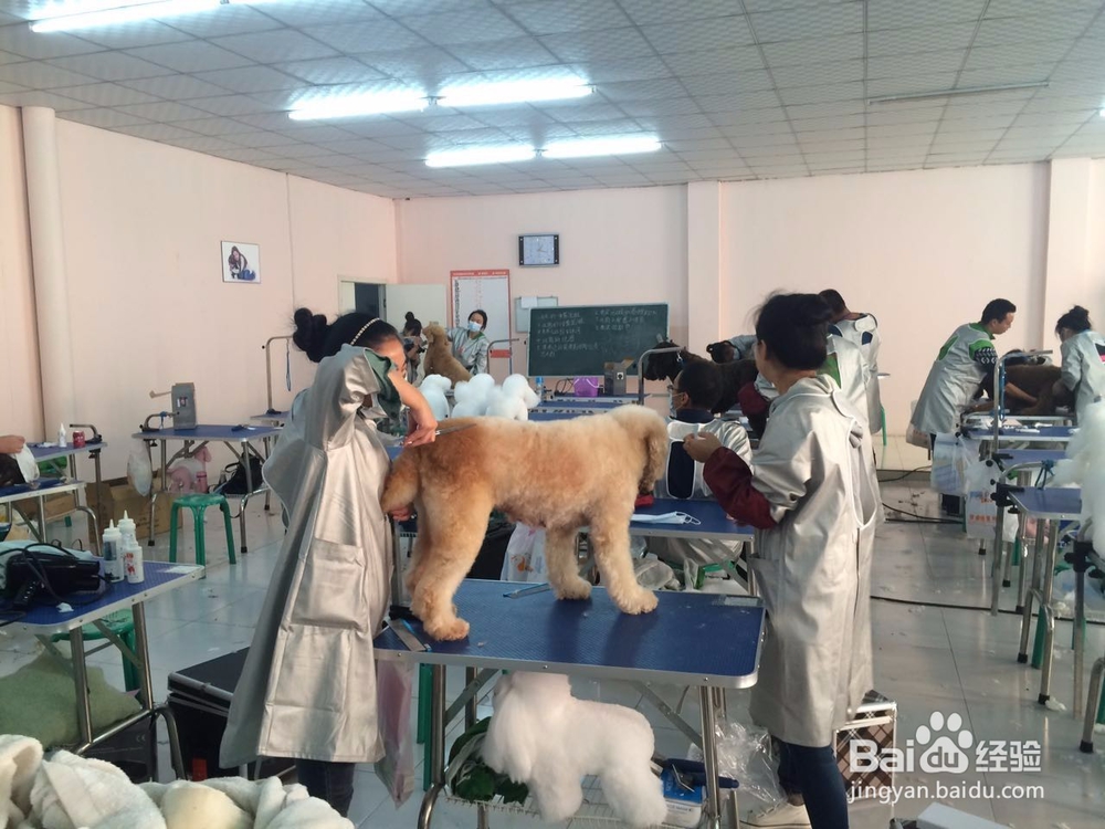 宠物美容培训学校哪家好