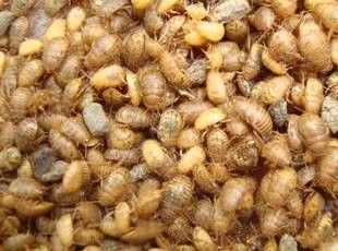 土元幼虫出壳过程 百度经验