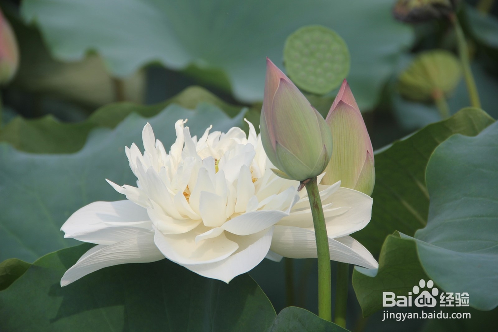 背景虚化的感觉