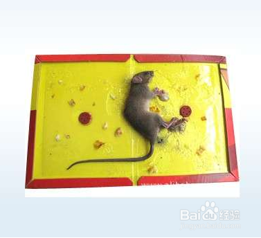 家里有老鼠怎么办