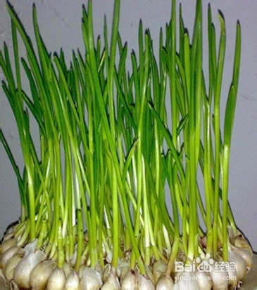 蒜苗炒肉怎样做