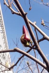 认识五颜六色高观赏价值的花卉及用途