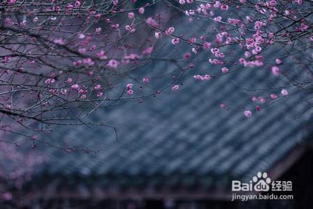 凛冬已至,闲以养花,最怡趣养心