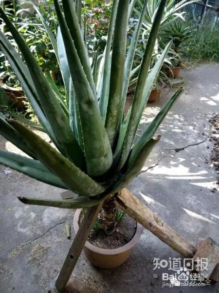 他养的花长到戳屋顶,咋养的