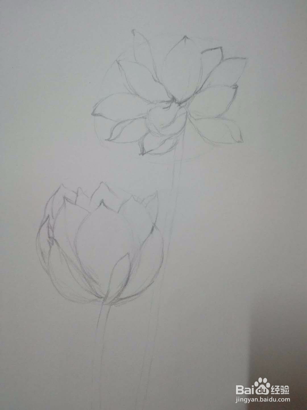 《荷花朵朵》铅笔手绘素描教程
