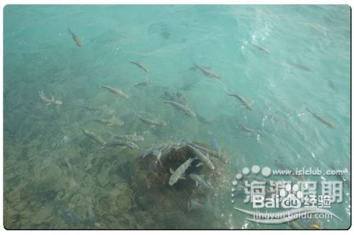 马尔代夫垂钓旅行