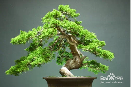 几种常见的家庭不宜存放的花卉