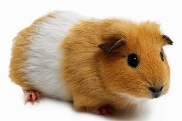 过年荷兰猪怎么带回去