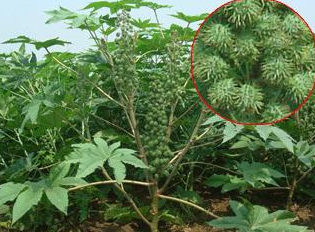 真正的野外生存知识之有毒植物的识别与利用