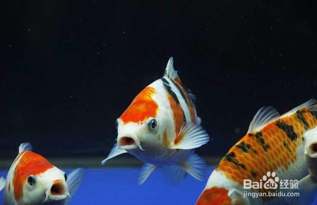 家里养鱼多久换一次水