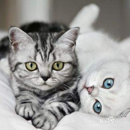 在照顾猫咪的时候需要注意哪些？