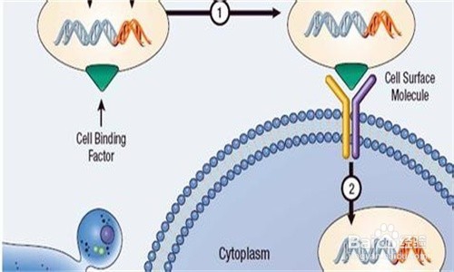 基因疗法和活细胞疗法