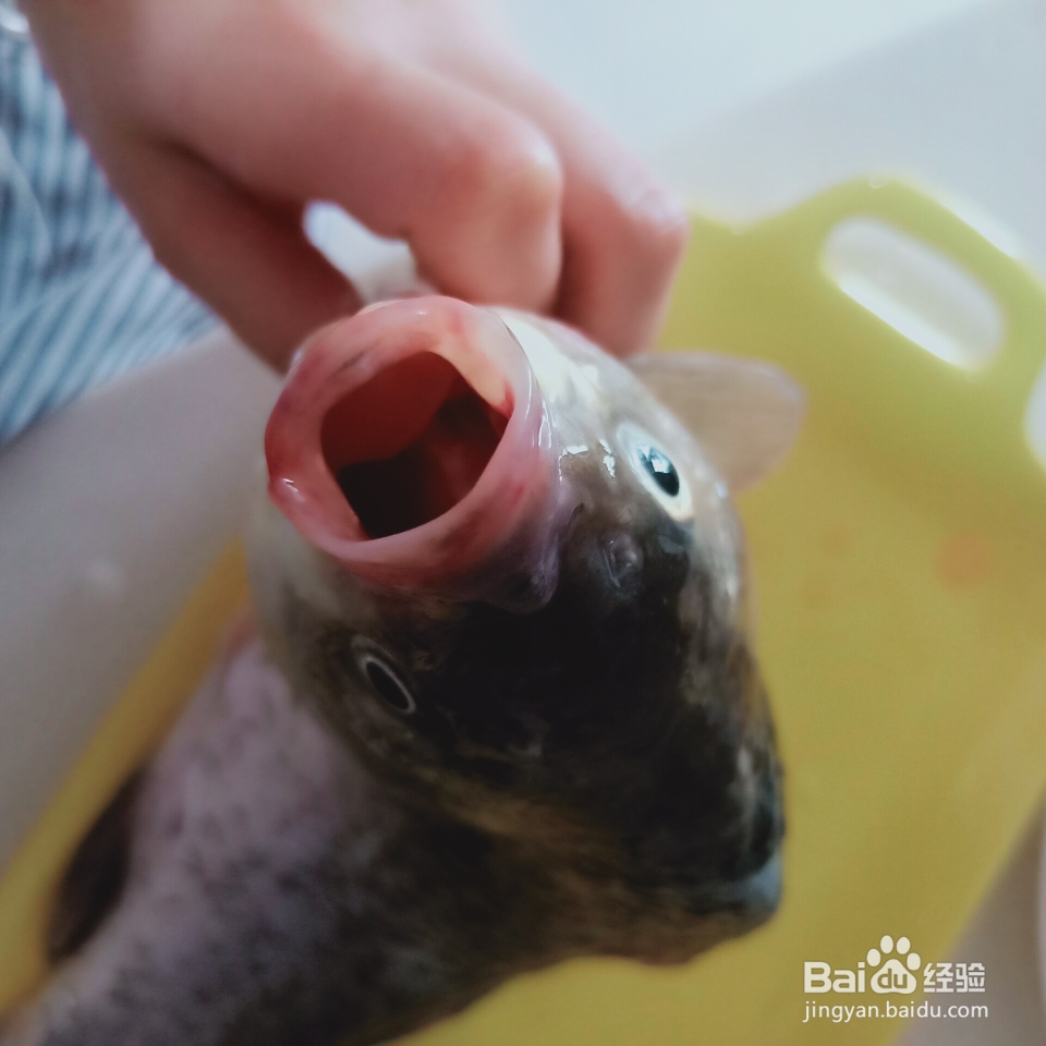 怎么做超简单的鲫鱼豆腐汤?