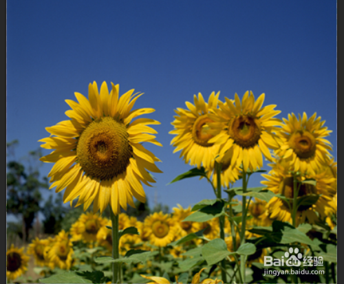 PSCC 如何应用魔棒工具之实例操作