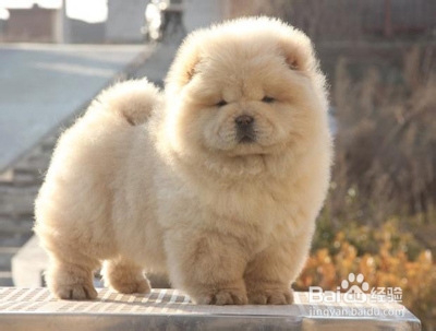 怎样选购松狮犬