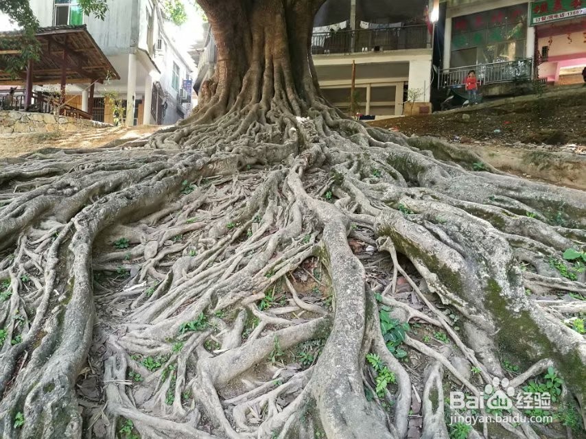 世外桃源—坝美旅游攻略