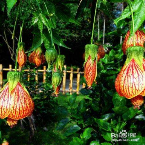 培育的金铃花叶子发黄怎么解决？