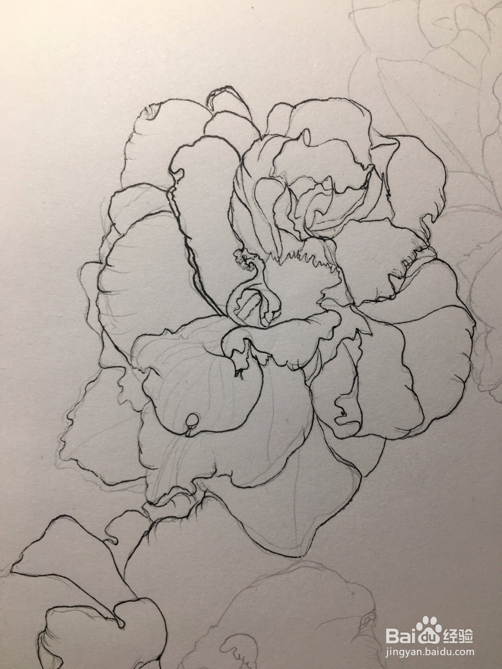 月季花的画法 月季简笔画 三朵月季的线描画教程