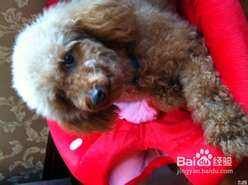 日常中如何矫正宠物贵宾犬的破坏性行为