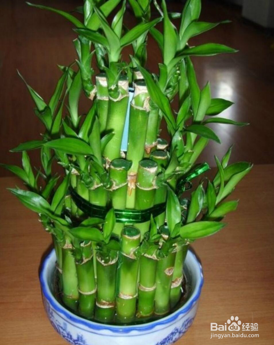 适宜室内养的花