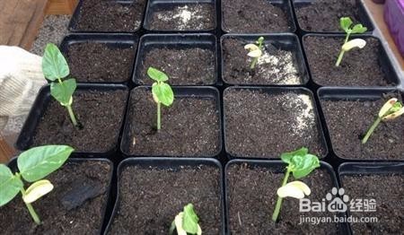 豇豆种植技术图片详细步骤1