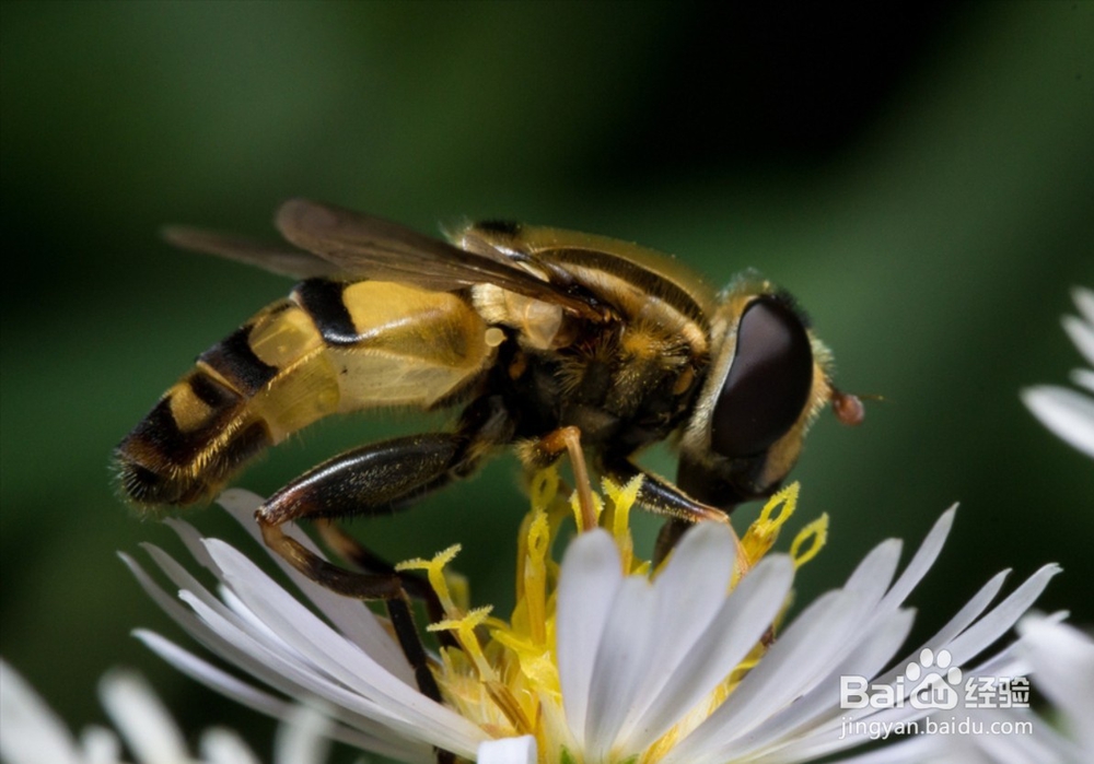 蜜蜂的排泄系统