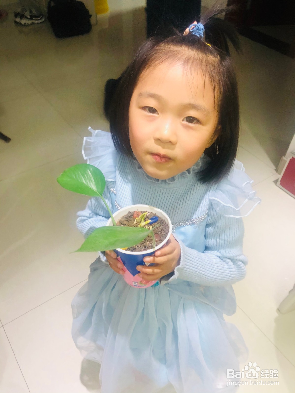 幼儿园中班如何制作一盆绿植