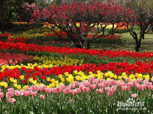 如何种出美丽的花儿 百度经验