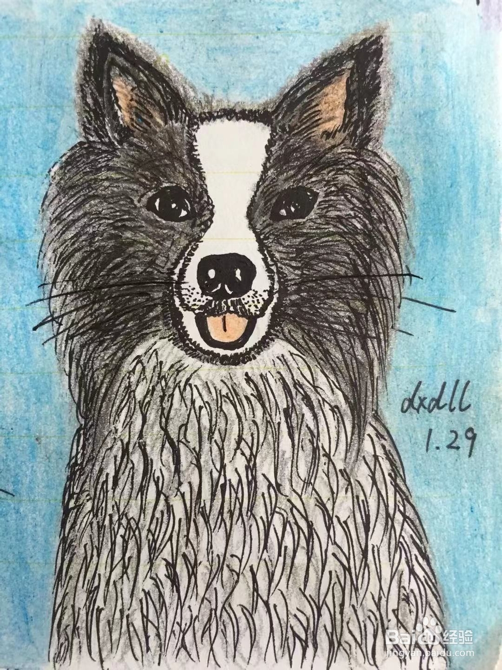 插画教程之边牧犬