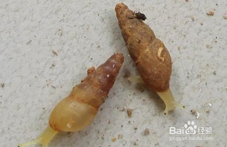 花盆里有好多烟管螺需不需要清除？怎么清除？