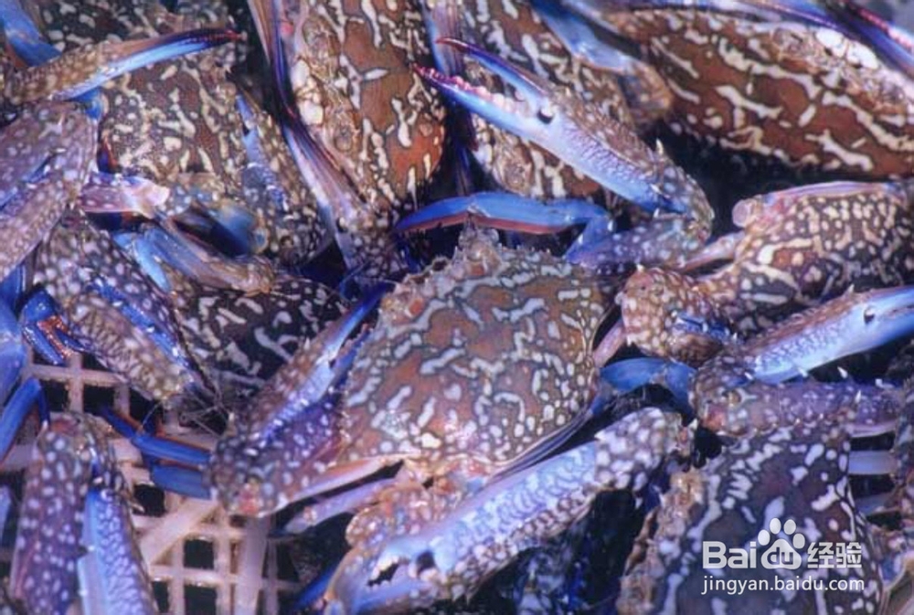 怎样煮蟹简单好吃