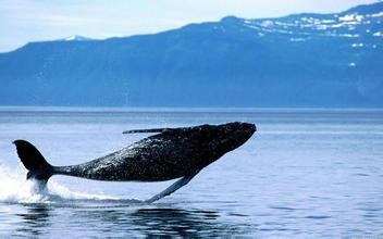 环境对生物有什么影响