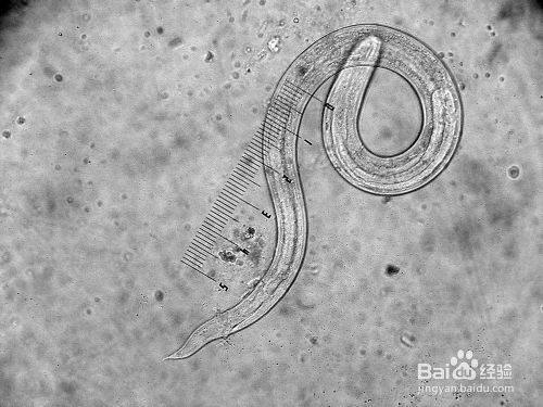 狗狗,猫咪常见的体内寄生虫介绍